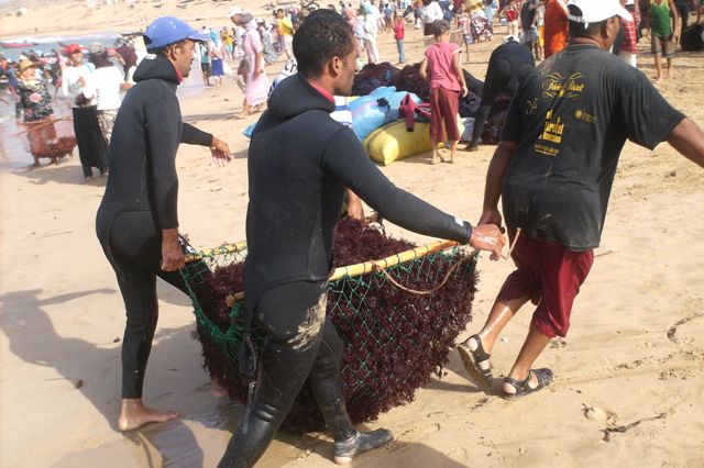 الجديدة :غطاسون يتنفسون عبر محركات لضغط هواء العجلات من أجل جني الطحالب 