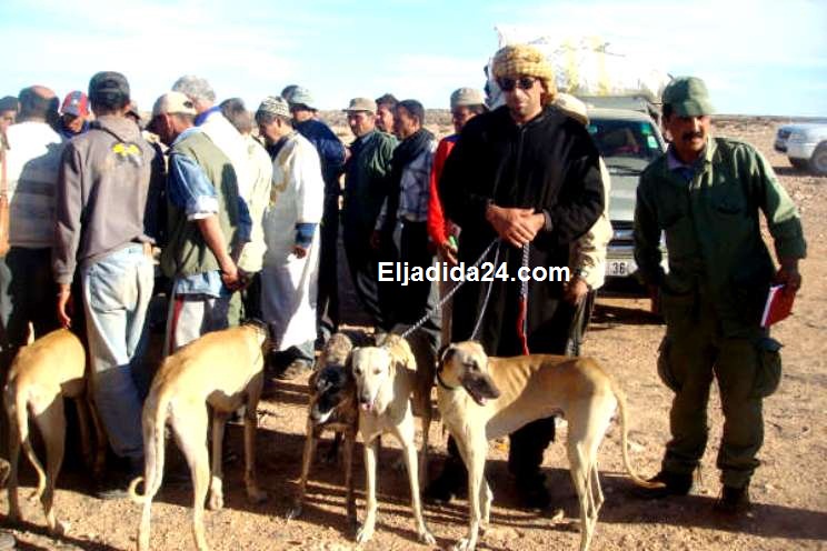 السلوقي والفرس والصقر مفخرة الدكاليين والمغاربة جميعا (روبورطاج مصور)