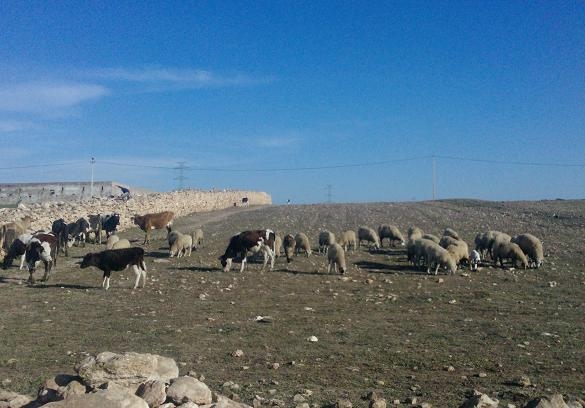 روبورطاج : الجفاف يهدد فلاحي دكالة بالإفلاس (+صور)