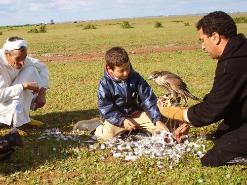 الصقارة في المغرب: ممارسة تقليدية مهددة بالانقراض