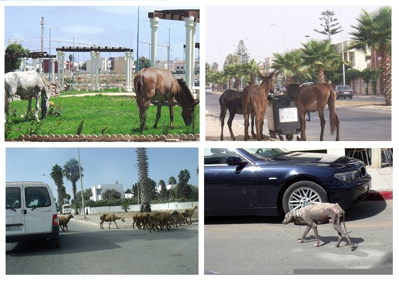أغنام وبغال وحمير تجول في أحياء راقية بالجديدة و تعرقل حركة السير والجولان بشوارع المدينة - الجديدة 24