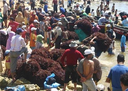 طحالب الجديدة مهددة بالاستنزاف وخطر الابادة يتهدد المبيض الطبيعي للأسماك