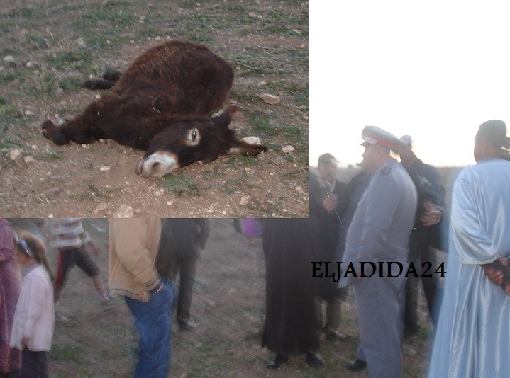 نفوق مجموعة من المواشي والدواب بجماعة الحوزية بعد تعرضها للتسمم بسبب نزاع حول بقع أرضية 