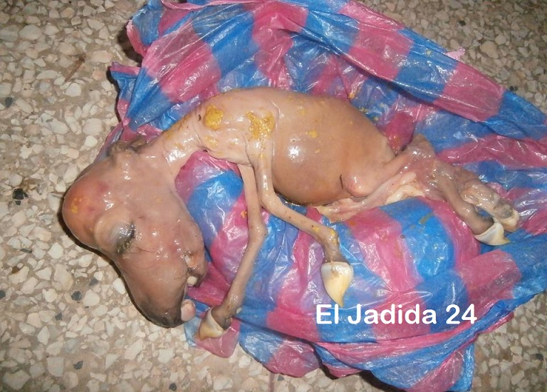 حالة نادرة لولادة بغلة تخلق الحدث بمنطقة أولاد فرج