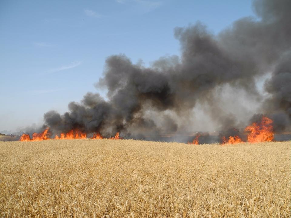 النيران تلتهمُ أزيد من 5 هكتارات من المحاصيل الزراعية باولاد فرج