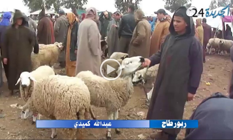 ربورطاج صادم من سوق اولاد فرج.. انخفاض كبير في أسعار المواشي وارتفاع صاروخي في ثمن الأعلاف بسبب الجفاف