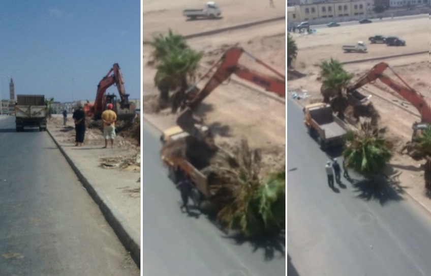 مواطنون يستهجنون اقدام مقاول على اقتلاع أشجار النخيل قرب حي المنار بالجديدة 