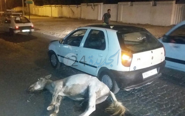 بالصور.. سيارة أجرة تصطدم ببغل في الشارع العام بوسط الجديدة