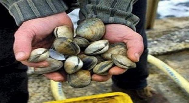 الجديدة.. رفع المنع عن جمع وتسويق الصدفيات على مستوى المنطقة المصنفة سيدي داود