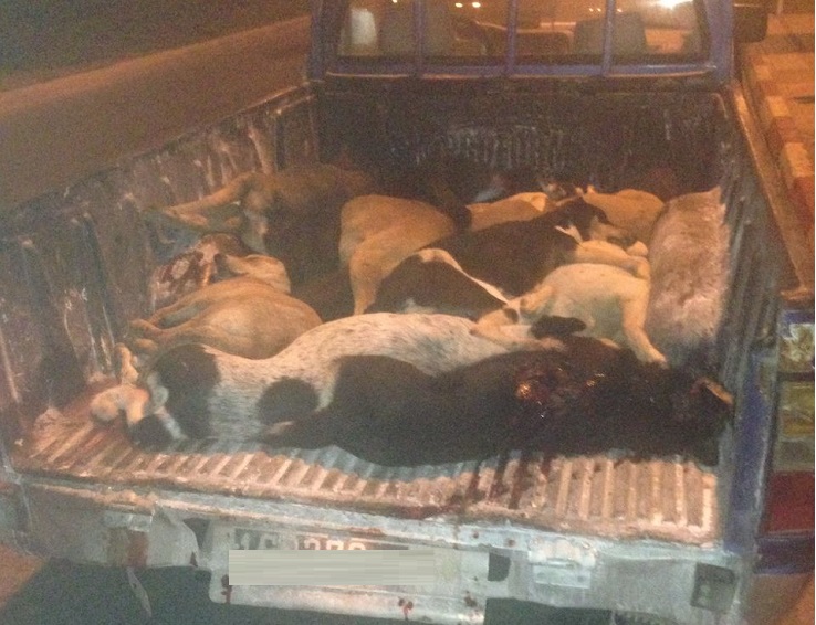 السلطات المحلية تبيد 123 كلبا ضالا في حملة ليلية بوسط الجديدة