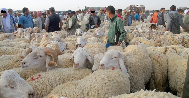 صادم و مثير... أغرب حيل ''الشناقة'' لتسمين الخرفان (تحقيق)