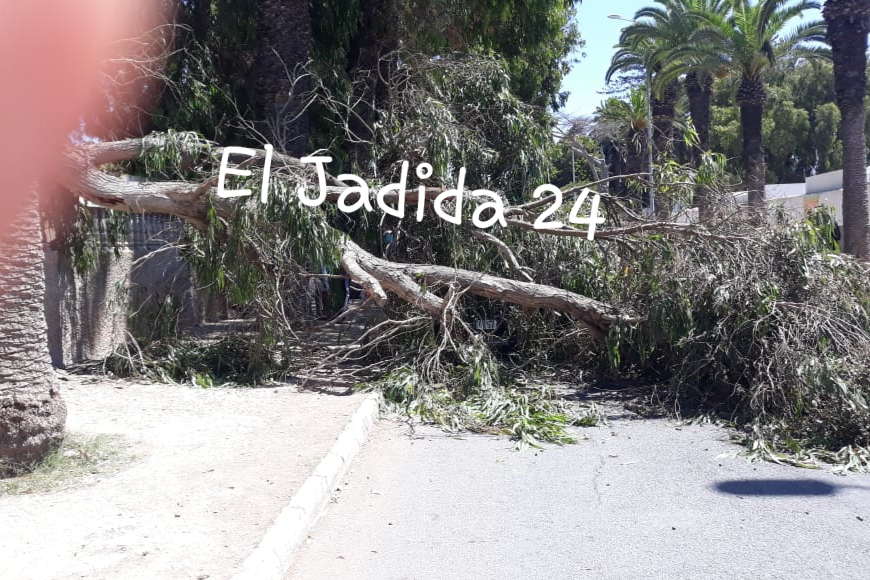 عاجل .. سقوط شجرة كبيرة على سيارة في شارع بغداد بوسط الجديدة 