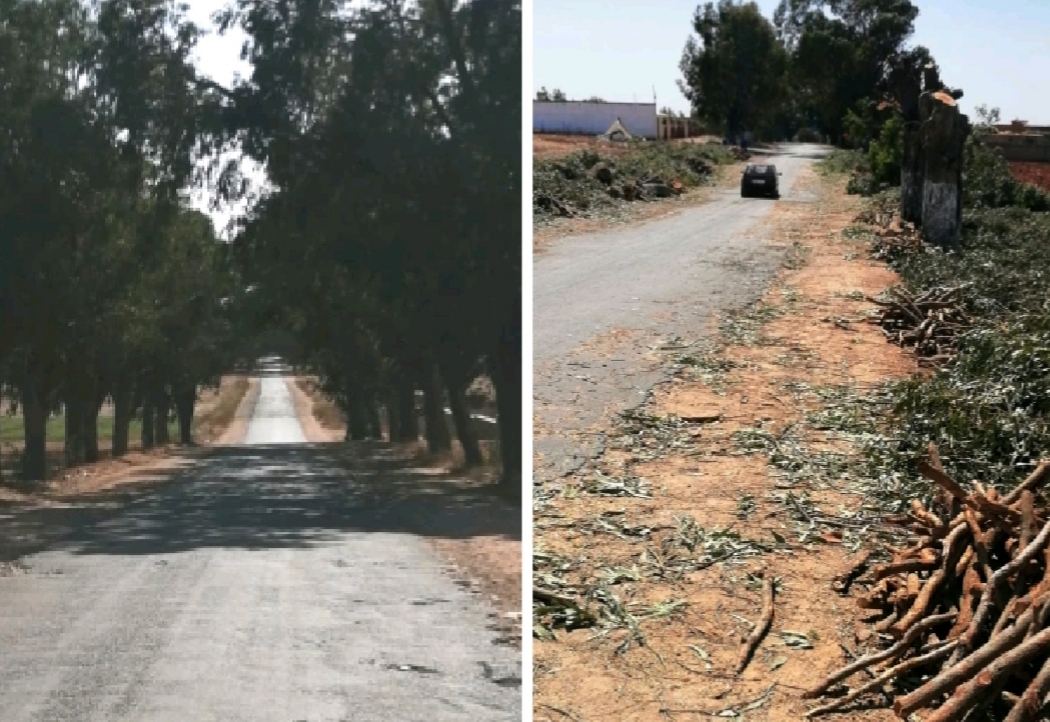 غضب بجماعة اولاد احسين بعد قطع مئات الاشجار من أجل توسعة طريق بقيمة 6 ملايير سنتيم 