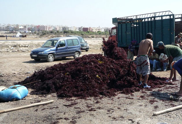 اتهامات لتجار الطحالب البحرية بالجديدة بتحريض المهنيين على الجني خارج فترة الراحة البيولوجية 