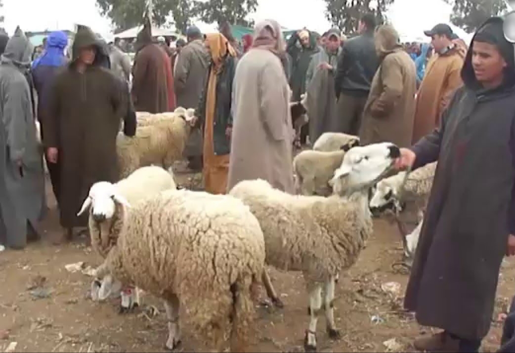 وفرة في أكباش الأضحية و ضعف في الإقبال في زمن كورونا بسوق أحد أولاد افرج