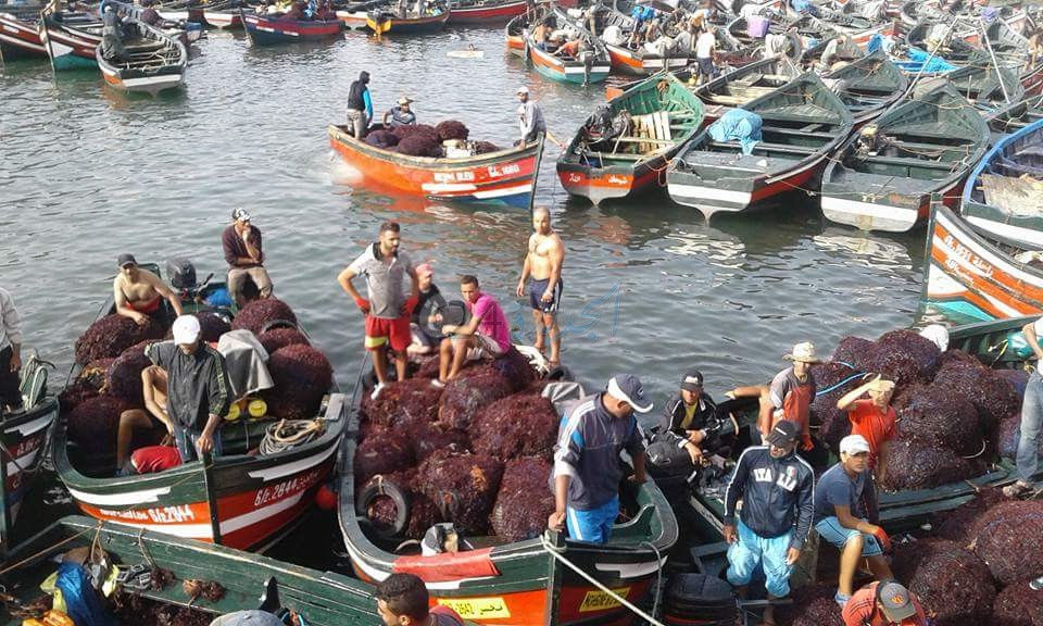 مهنيون في قطاع الطحالب البحرية بإقليم الجديدة يشيدون بموسم استثنائي رغم ظروف الجائحة 