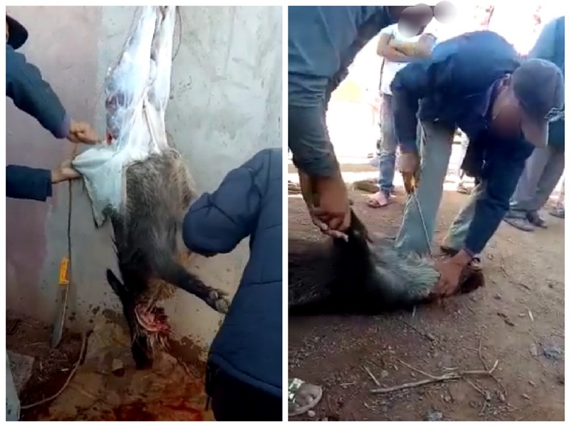 السلطات تتفاعل مع فضيحة ذبح خنزير بري وتقديمه كوجبة للغداء بإقليم سيدي بنور 