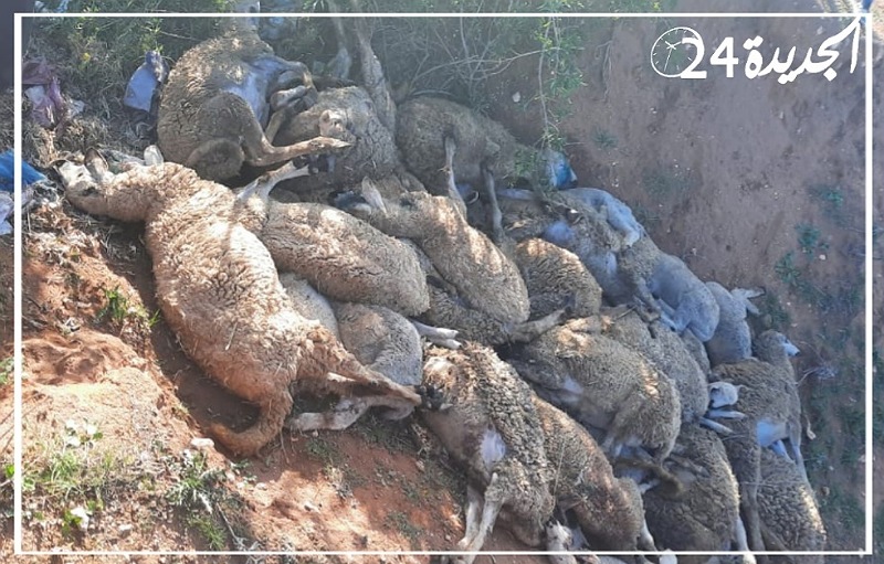 كلاب ضالة بإقليم سيدي بنور تفترس أزيد من 40 رأسا للغنم بجماعة سانية بركيك