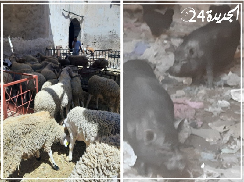 السلطات تصادر مجموعة من الخنازير داخل محل لبيع أكباش العيد بالجديدة 
