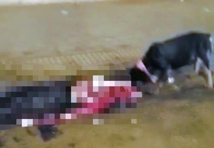 ما وراء نازلة افتراس كلبة شرسة لمواطن بالجديدة.. الجريمة المشهد الأكثر بشاعة واستهلاكا 