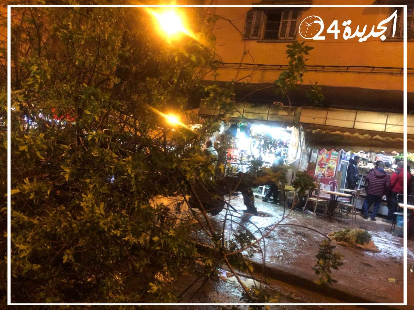 سقوط شجرة في حي لالة زهرة بالجديدة تتسبب في وقف حركة السير والجولان