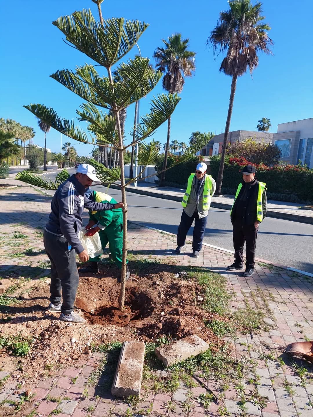 جمعية الفضاء الأخضر تواصل مبادراتها لغرس الأشجار وتحسين المشهد الحضري بالجديدة - الجديدة 24
